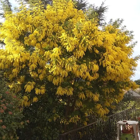 Lumineuse Jardin Arbore Casa de hóspedes *