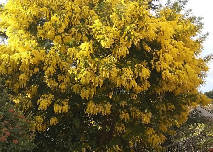 Lumineuse Jardin Arbore Guest house *